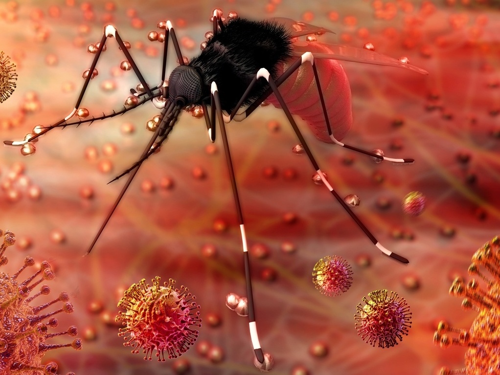 zika vírus